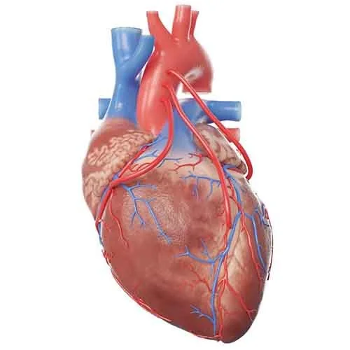Coronary Artery Bypass Surgery